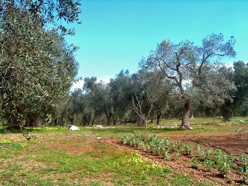 2304474360_d0f70ecabc_o