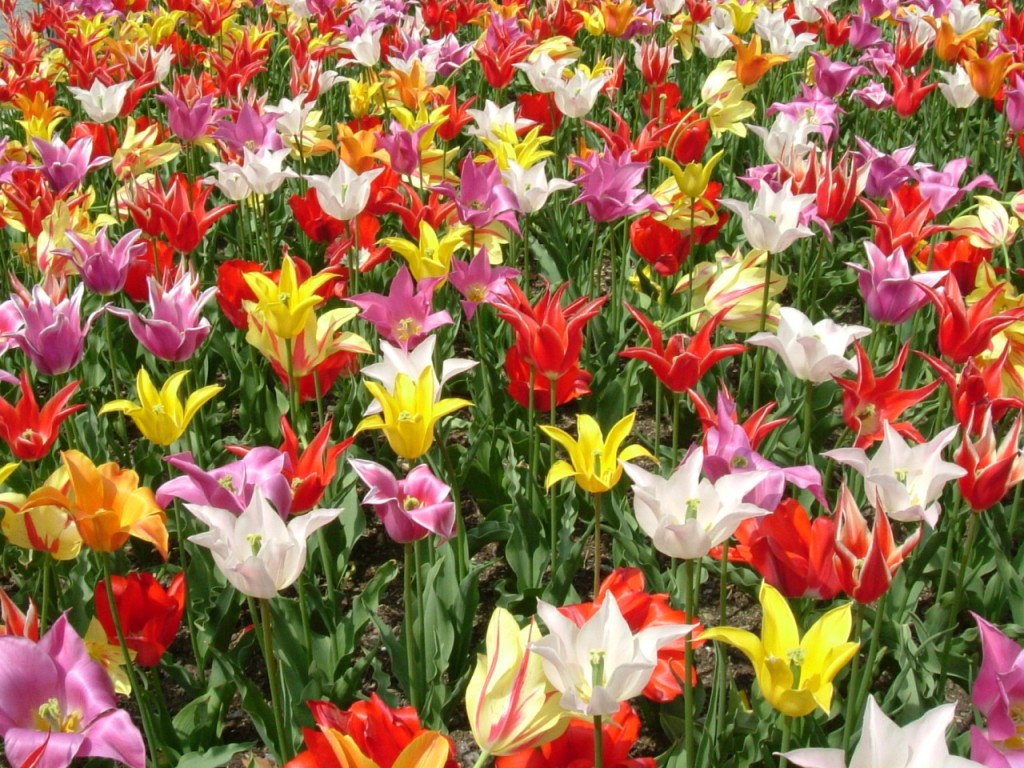 Lily_flowered_tulip