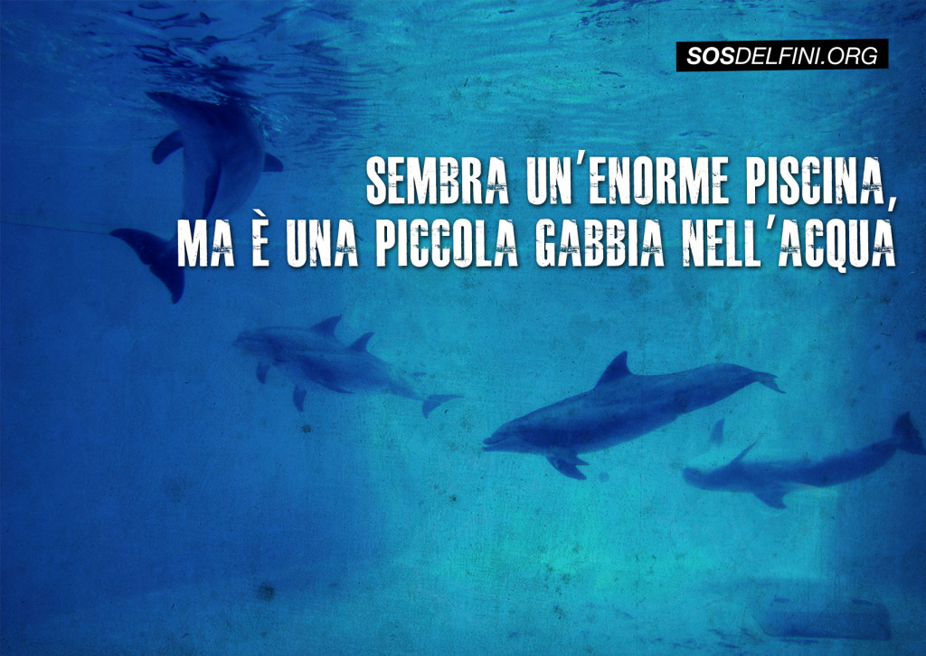 01sosdelfini