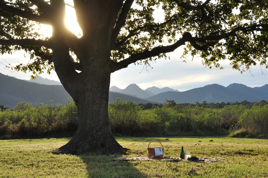 Platbos_Reserve_Oak_Tree_Picnic