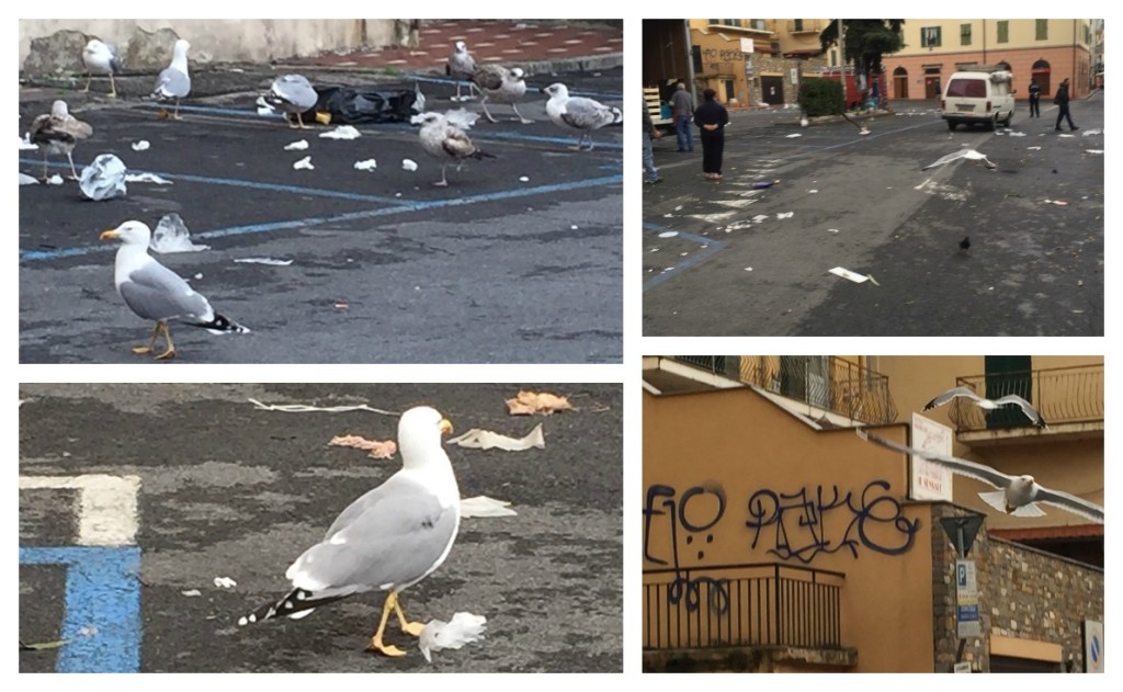 collage gabbiani