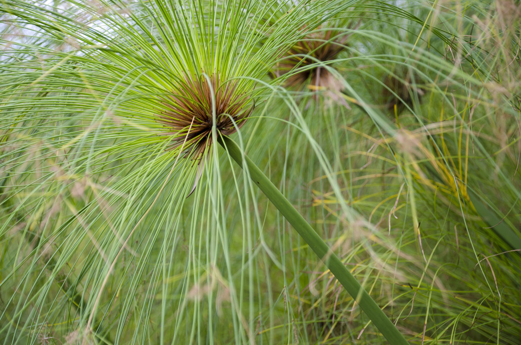 Echter Papyrus (Cyperus papyrus)