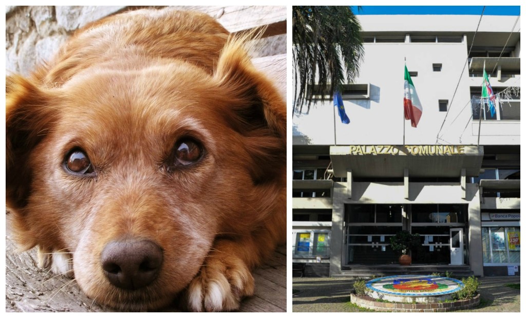 COLLAge cani da adottare