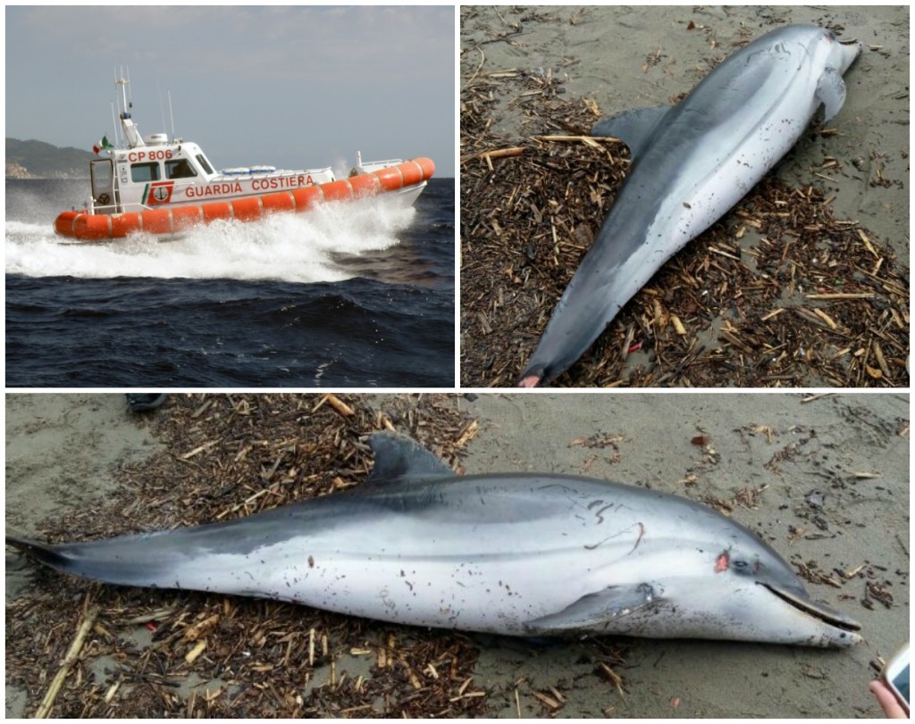 delfino spiaggiato