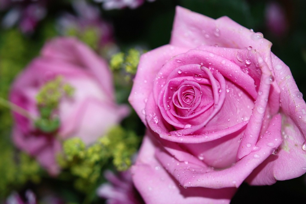 roses-8532_1280