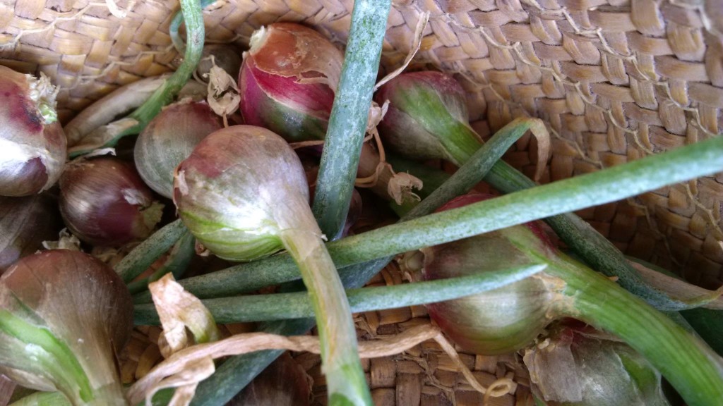 cipolla egiziana bulbo