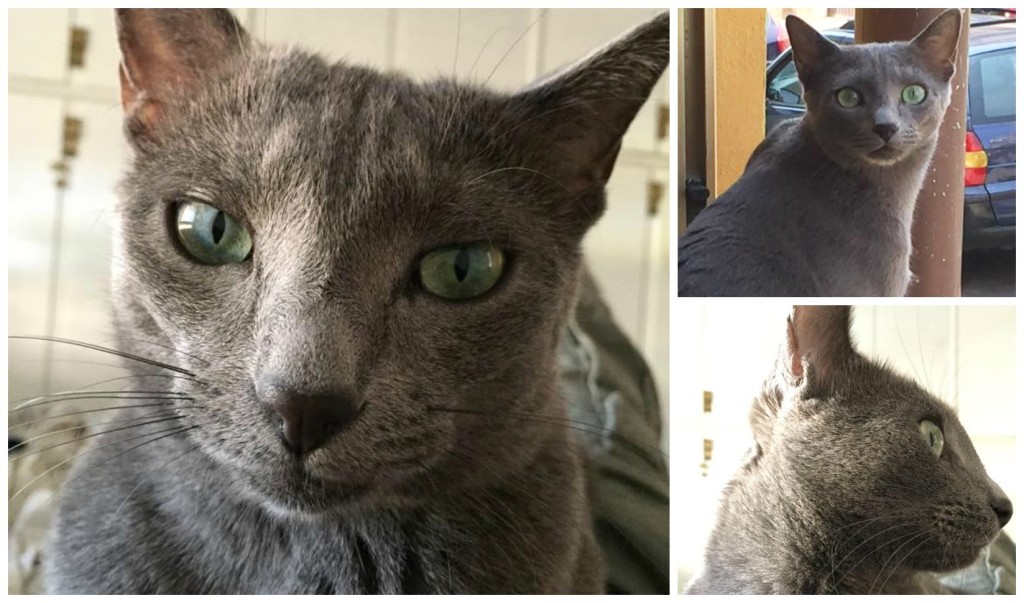 Collage gatto scappato_2
