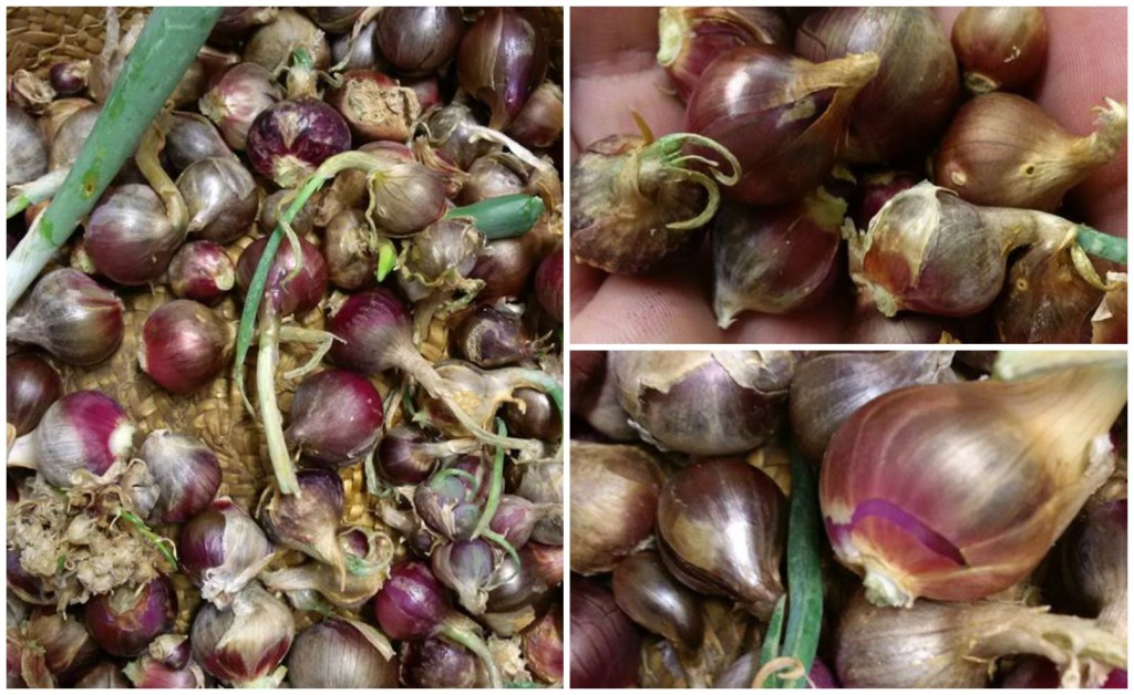 cipolla egiziana collage