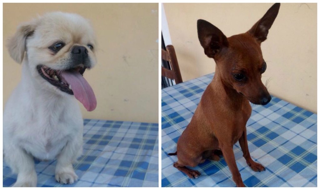 collage cani