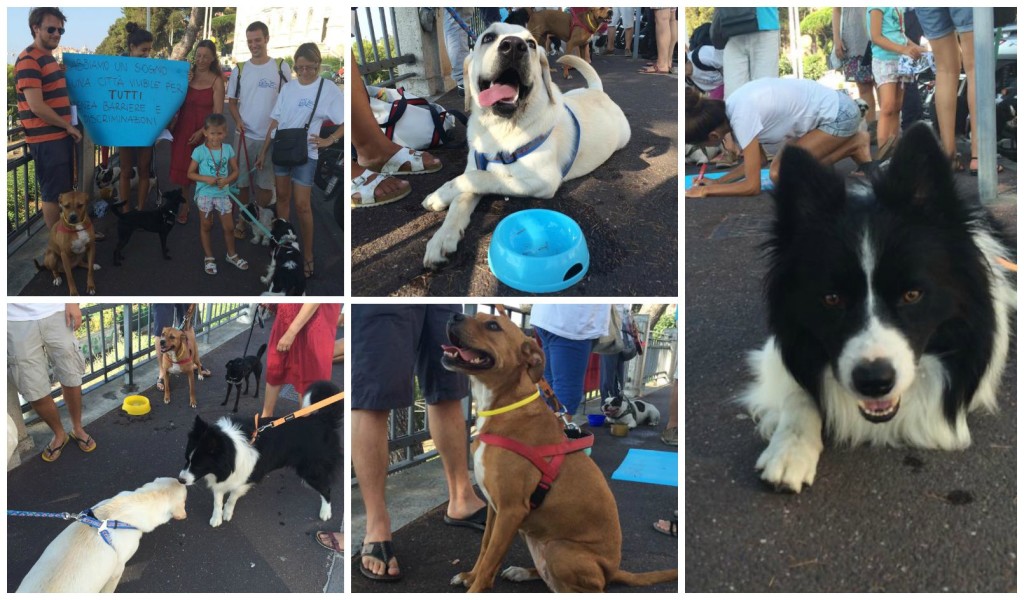 collage presidio pro cani