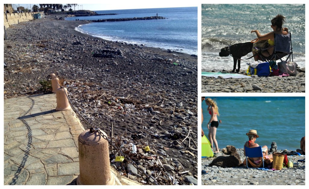 pennello spiaggia cani