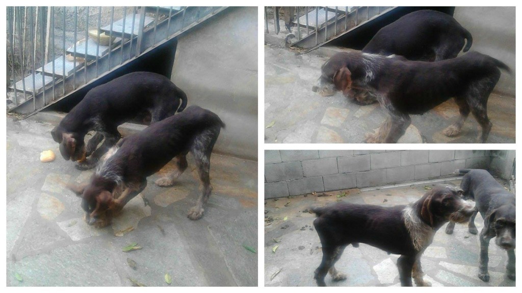 collage cani2