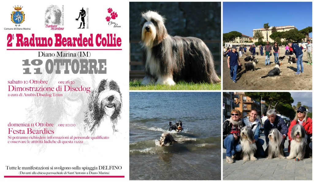 collage raduno cani