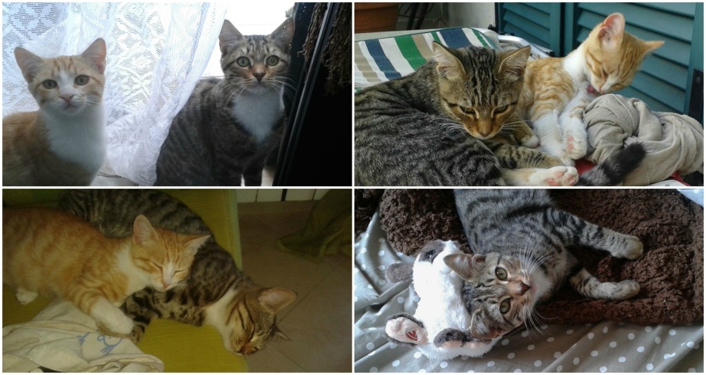 collage gattini