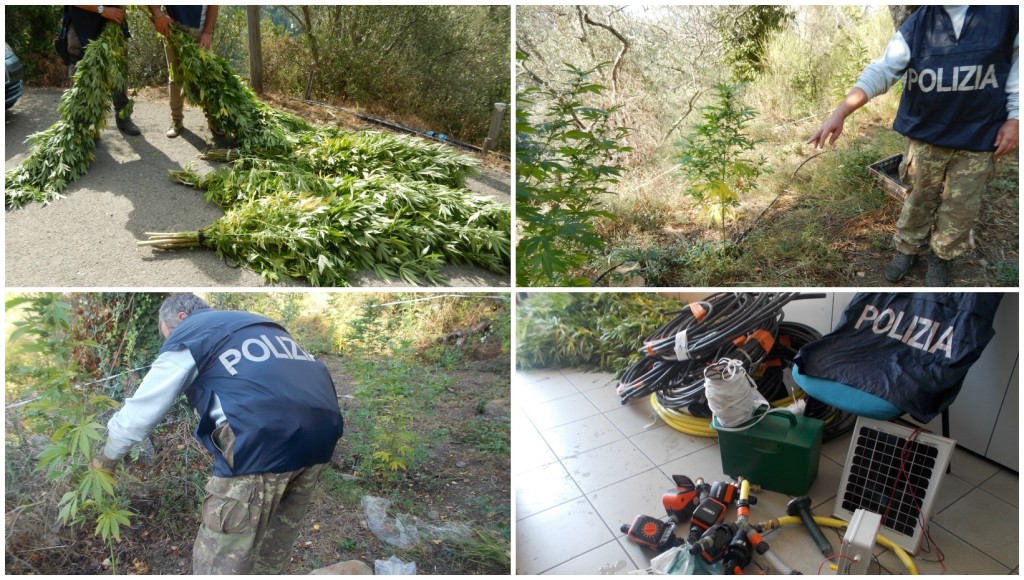 collage piantagione maria