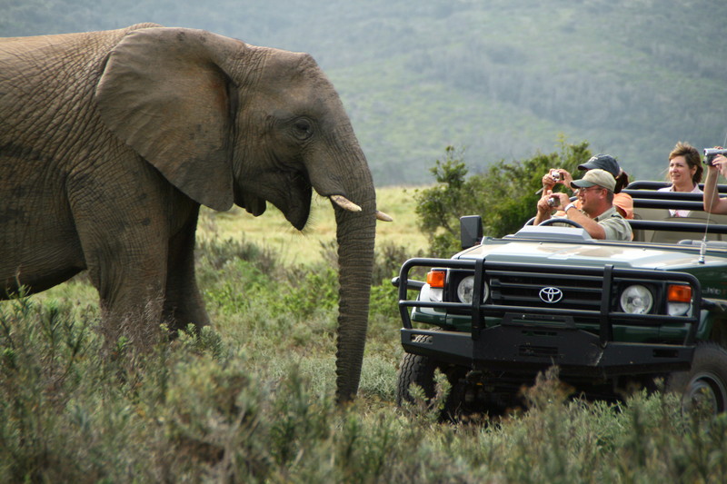 Safari in Jeep
