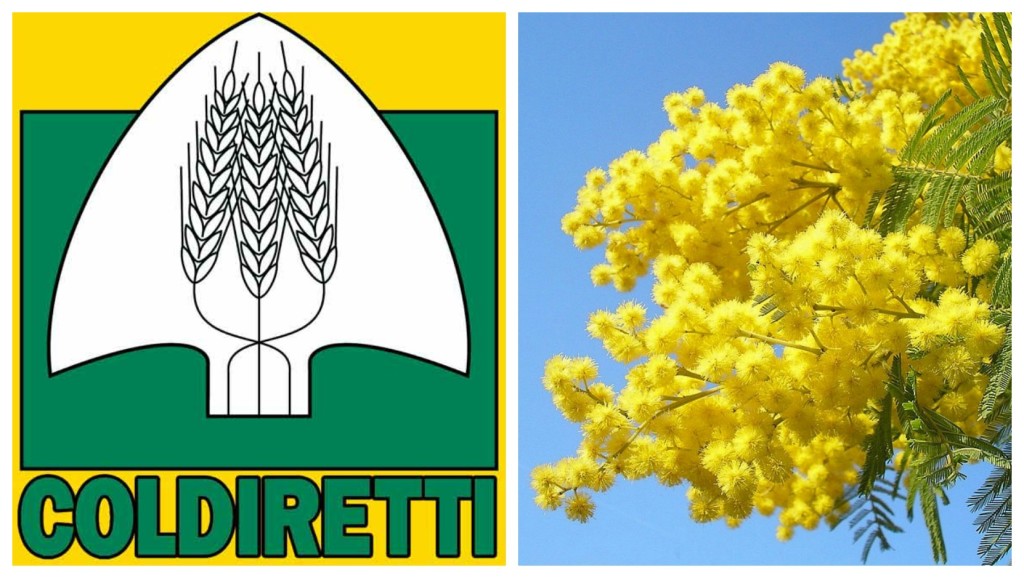 collage_coldiretti_mimosa
