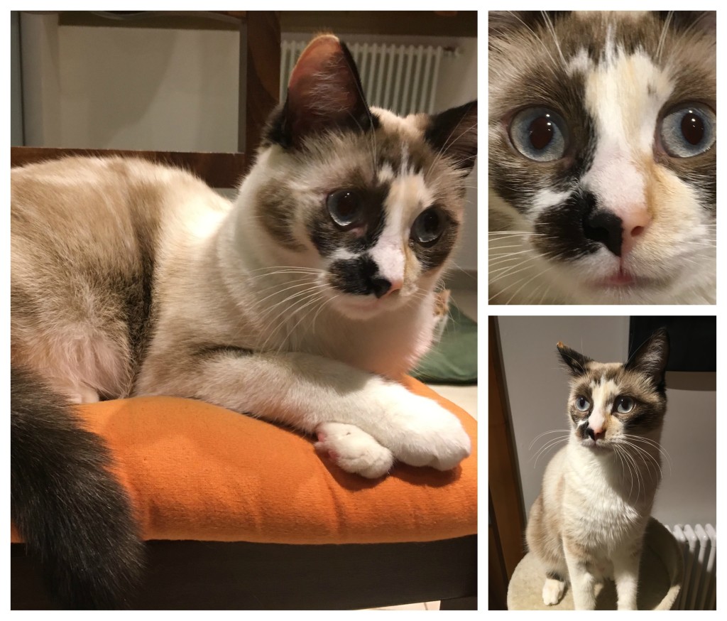 gatto