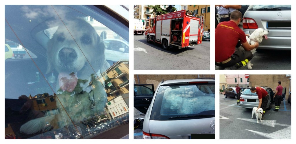 cane vigili del fuoco
