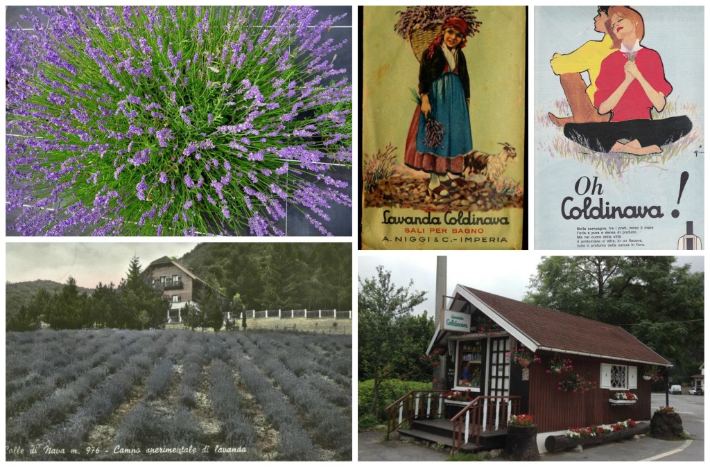 lavanda