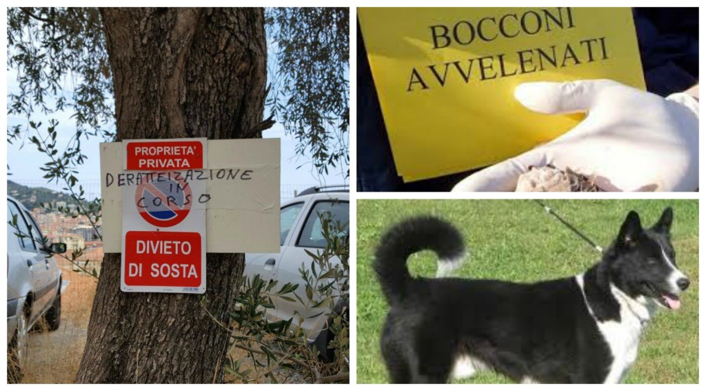 Bocconi avvelenati cani