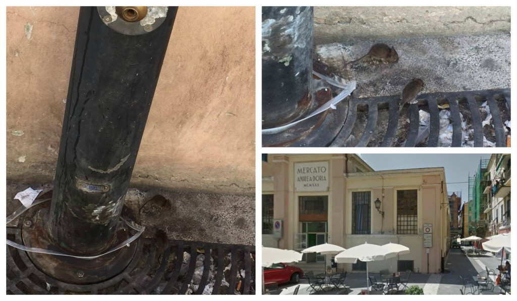 collage_topini_pdoria