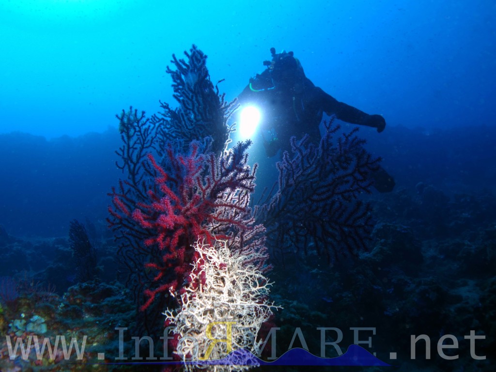 ponente-nel-blu