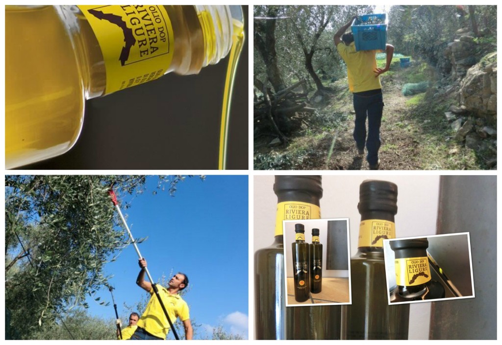 olio-dop