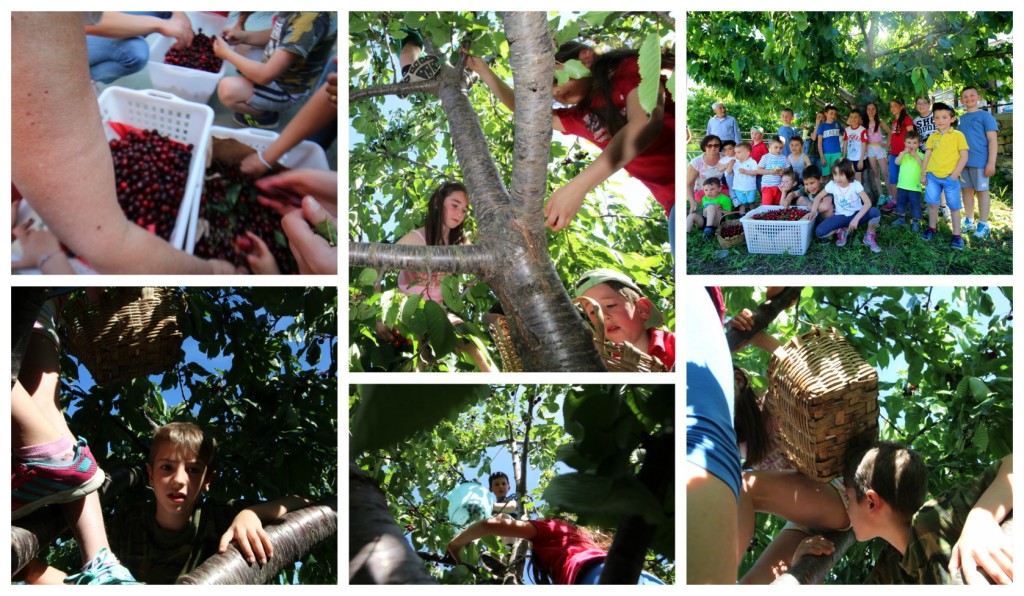 collage_festaciliege