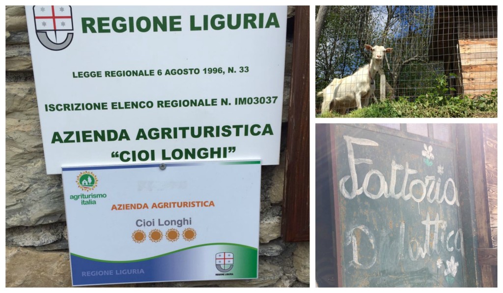 collage_ruf_azagricola