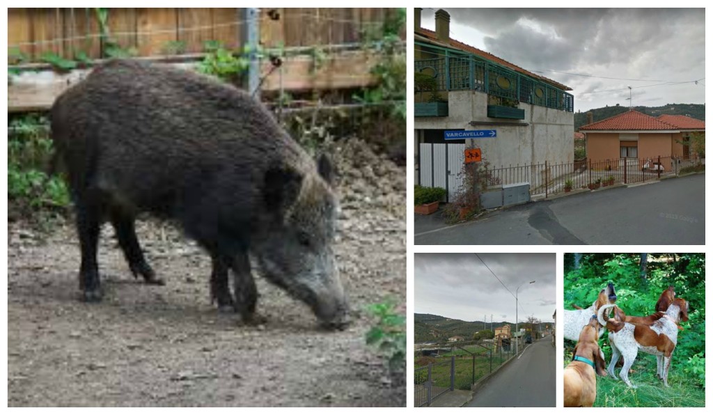 collage_cinghiale_varcavellocani