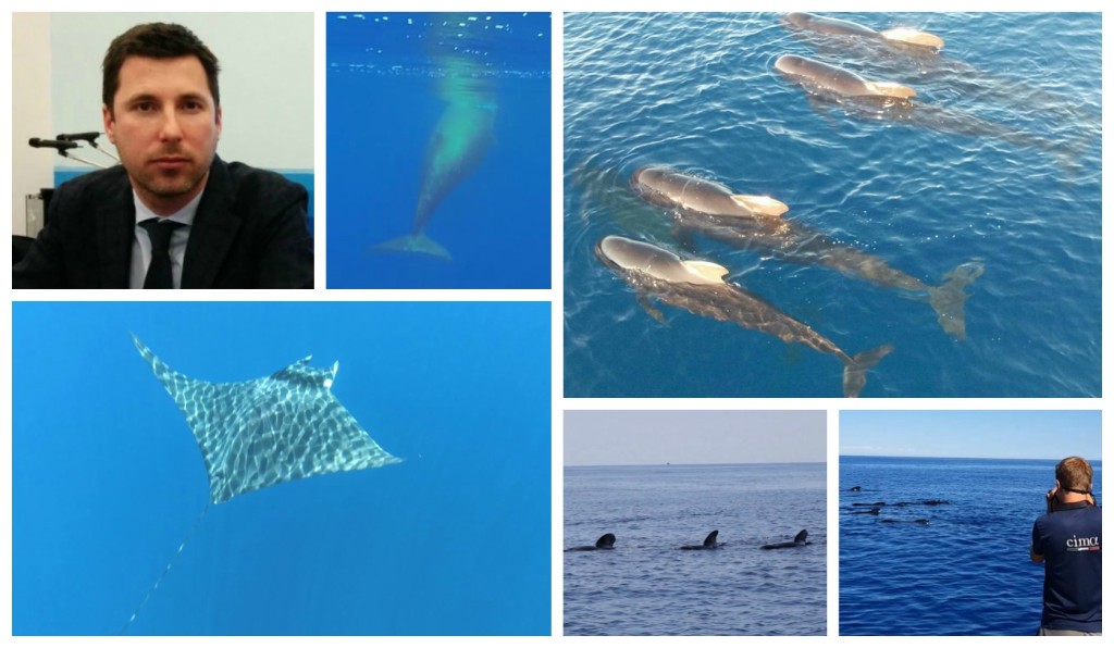 collage_avvistamento cetacei_