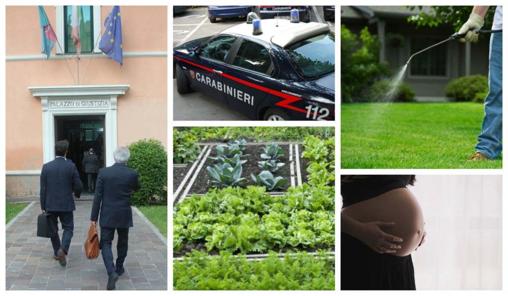 collage_carab_avvelenaorto_w