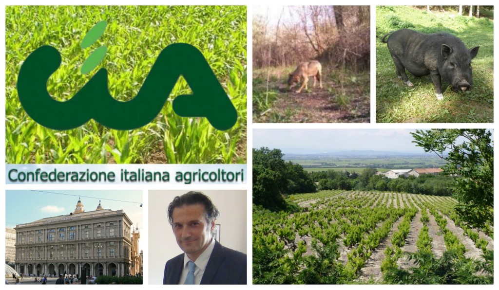 collage_cia_cing_danni