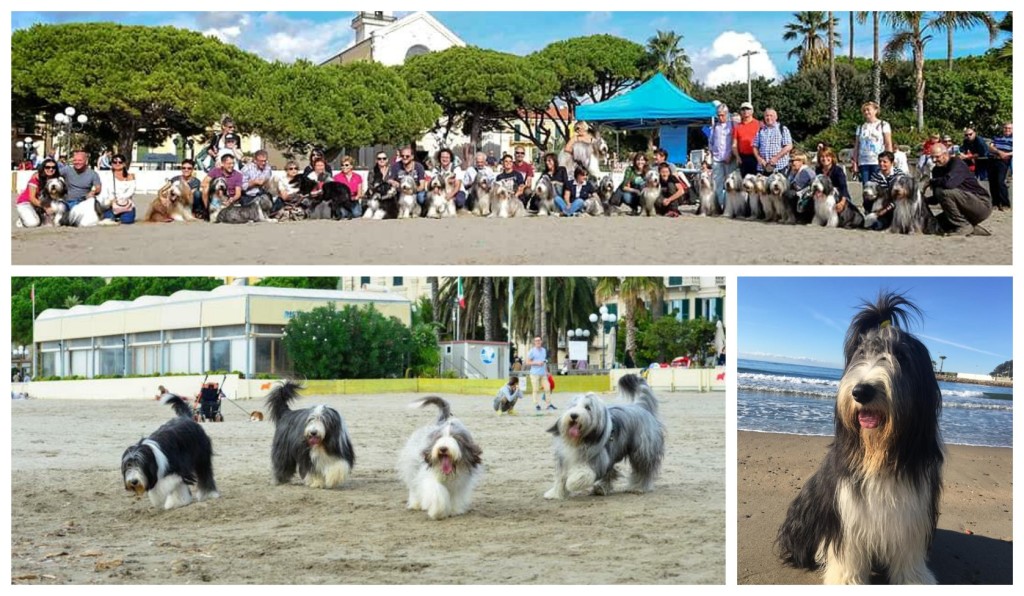 collage_radunobeardedcollie