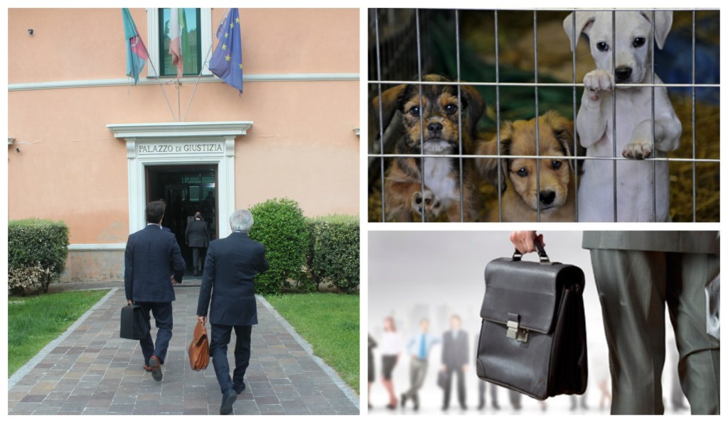 collage_ag_processo_1