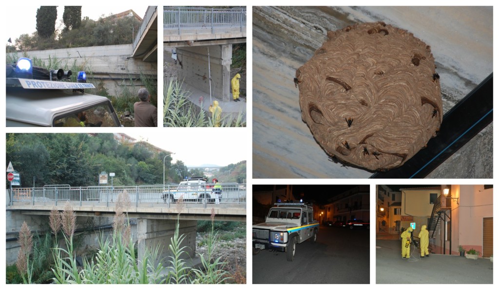 collage_kilvelutina_pt