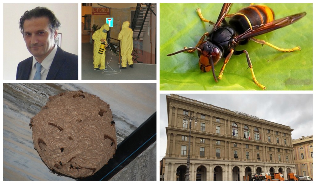 collage_vespavelutina