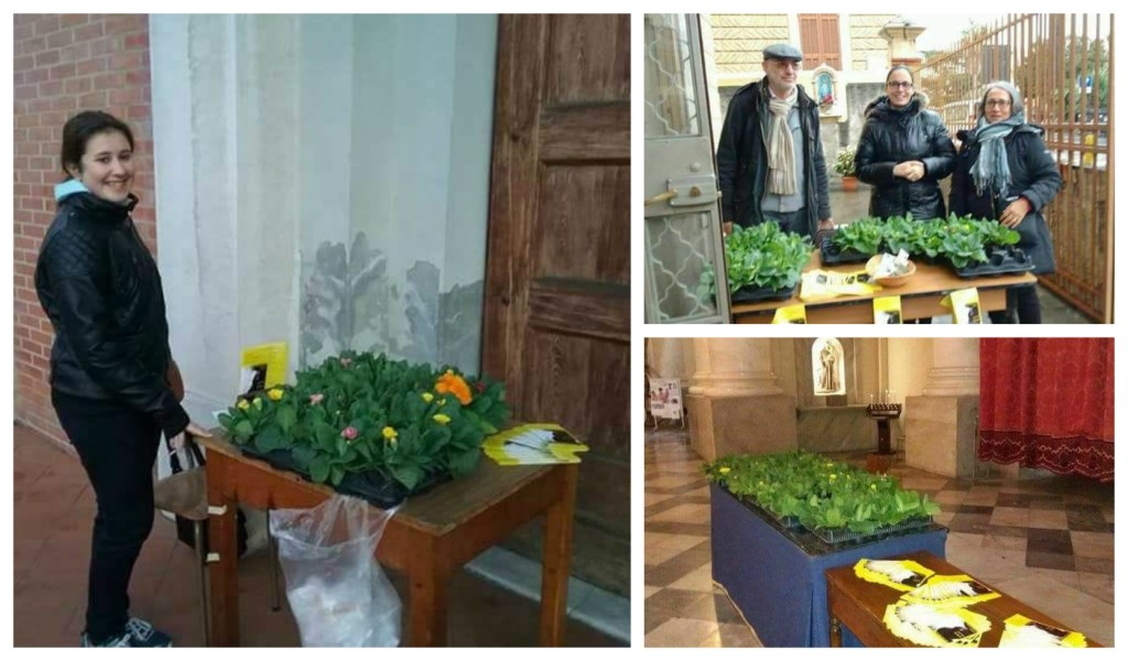 collage_primulavita