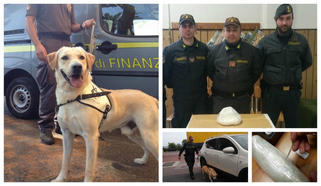 collage_gdfcanecally