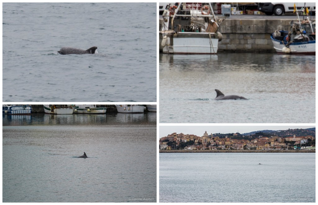 delfino-porto-oneglia-imperia-2