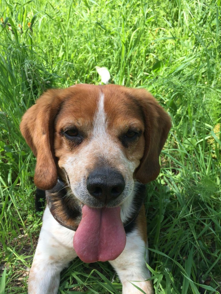 canile-gli-ulivi-imperia-chiusavecchia-28-maggio-2018-enea