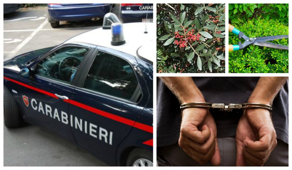 carabinieri-furto-lentisco-arresto-ventimiglia