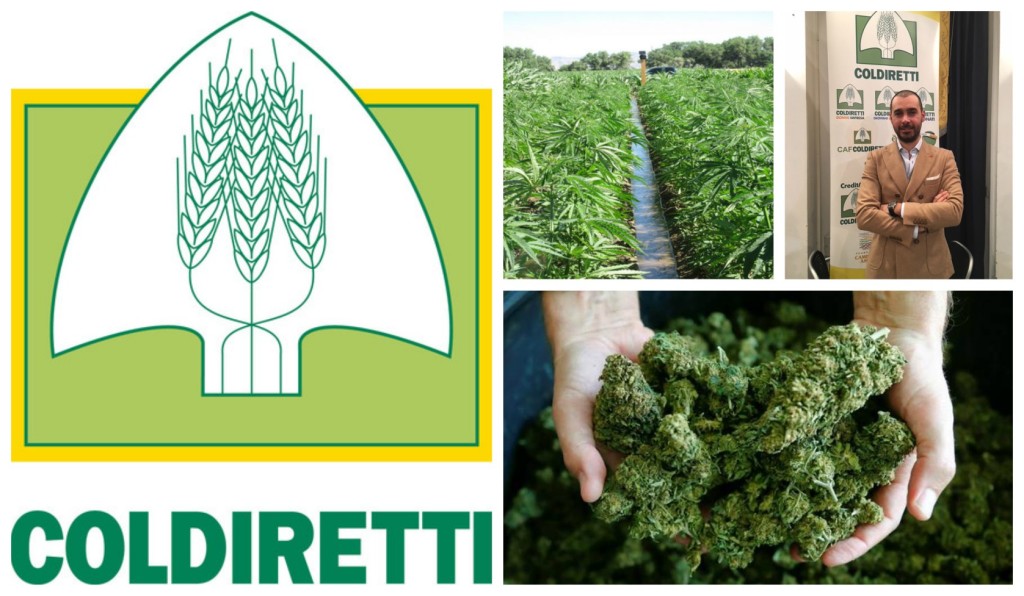 coldiretti-imperia-cannabis-light