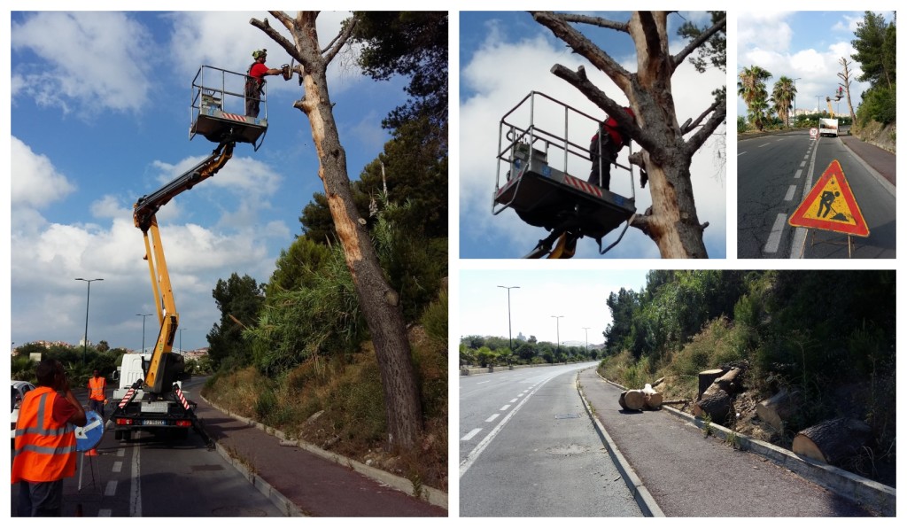 abbattimento pino secco imperia