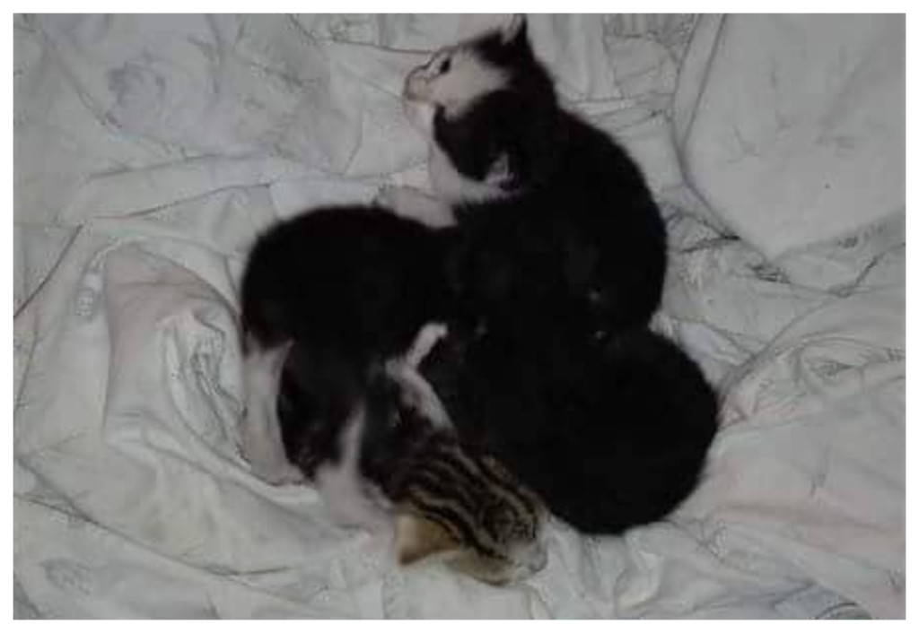 gattini cercano mamma imperia