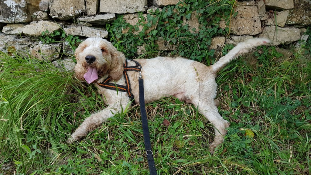 canile-cane-adozioni-imperia-gli-ulivi