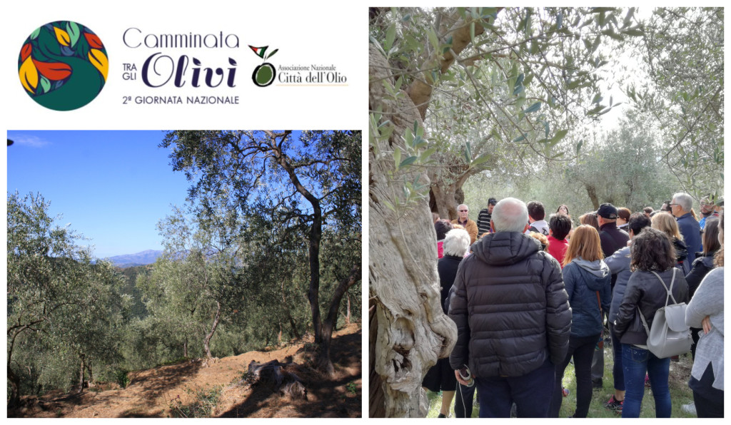 camminata tra gli olivi