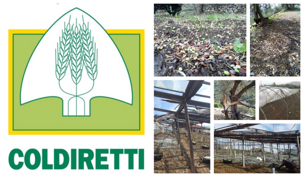 coldiretti danni ulivi