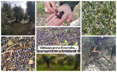 olive-maltempo-allerta-vento-olivicoltura-imperia